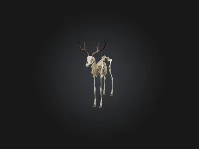 Realistic Antelope Skeleton Model Low-poly 3D model