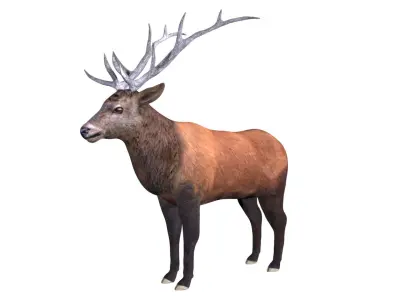 Elk Deer Low-poly 3D model