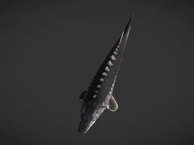 Shark fish with spikes Low-poly 3D model