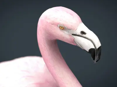 Flamingo Low-poly 3D model buy