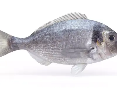 Dorado Fish 3D model purchase