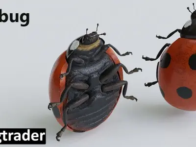 Ladybug 3D model purchase