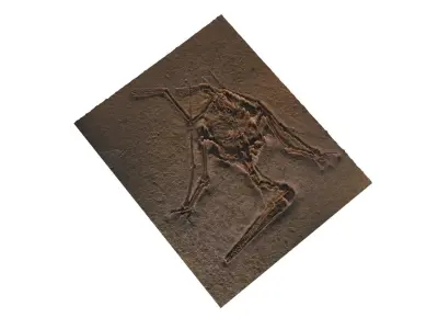 Pterodactyl Fossil 3D model