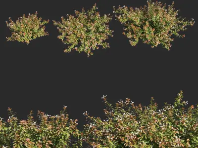 abelia x grandiflora flower op3 3D model
