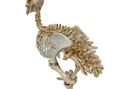 Realistic Bird Skeleton 3D Model Low-poly 3D model