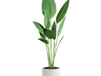 Bird of pradaise plants 3D model