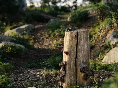  Medium Cut Bare Split Burly Stump Model 