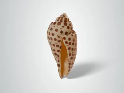 Junonia Shell Free low-poly 3D model