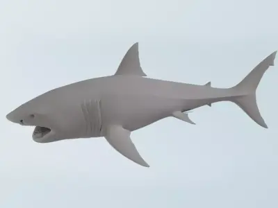 Shark  3D model