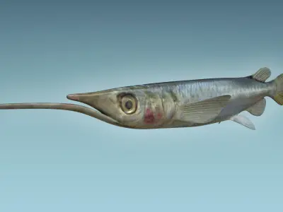 Wrestling Haflbeak Fish 3D model