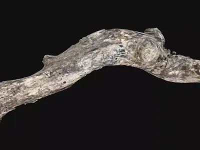 Withered Tree trunk wood 3d scan highpoly 3D model