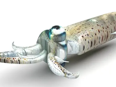 Squid 3D model purchase