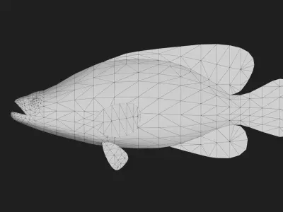 Grouper Low-poly 3D model 5