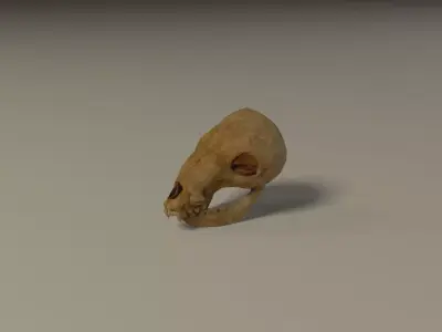Animal skull Low-poly 3D model purchase