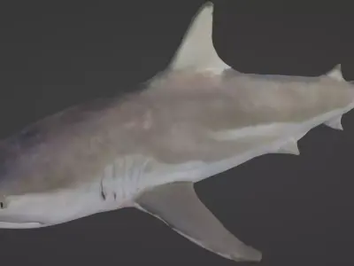 shark Free 3D model purchase