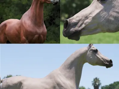 Horse 3 colors Arabian 3D model