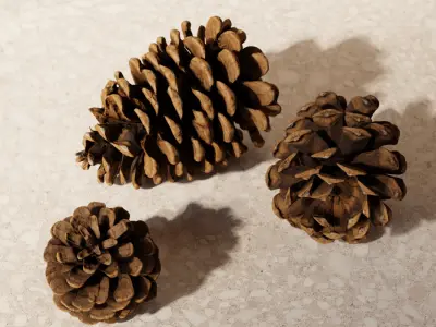  Pine Cones Model 