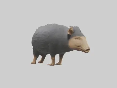Chacoan Peccary digging model Low-poly 3D model