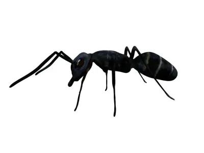 Bullet black Ant Low-poly 3D model