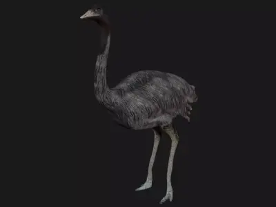 Emu and Ostrich birds 3D model