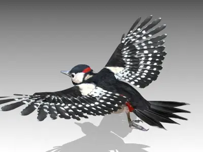  Woodpecker 