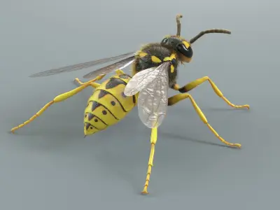  Wasp Vespula Vulgaris Xgen 