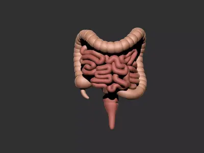 intestine human anatomy organ digestive system 3D print model