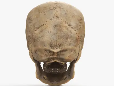 Human Skull Dirty 3D model