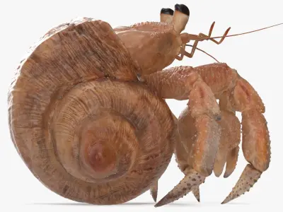 Hermit Crab Rigged for Maya 3D Model
