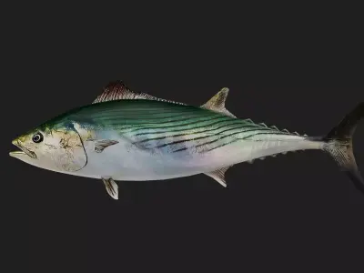 Tuna fish Low-poly 3D model get