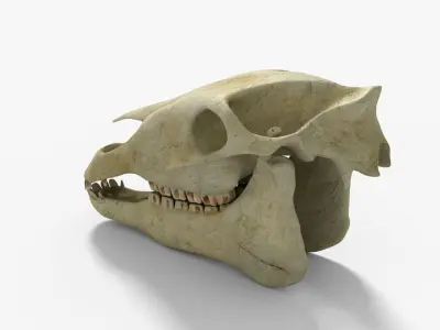 Horse skull Low-poly 3D model purchase