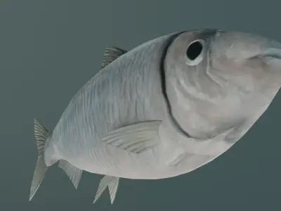 tulka fish Low-poly 3D model