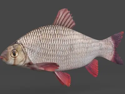 Freshwater Fish 3D model buy
