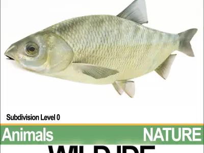 Wild Ide 3D model