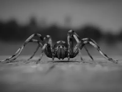 Spider Low-poly 3D model 3