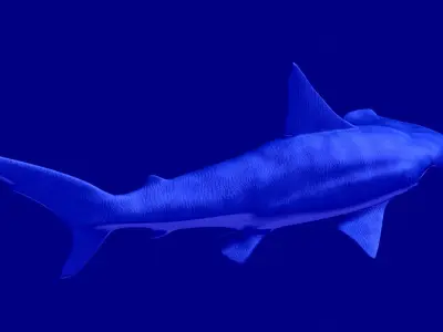 Hammerhead Shark 3D model get