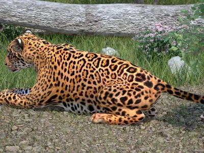 Jaguar Lying Down 3D model