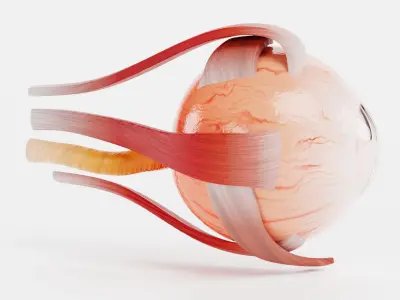 Eye Cross Section 3D model