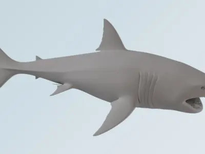 Shark  3D model