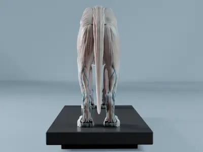 Lion Anatomy 3D model