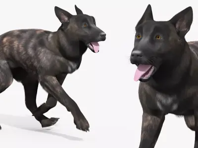 Dutch Shepherd Dog Running Fur Animated Rigged For Maya 3D model