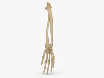 Real Human Hand Ulna and Radius Bones Anatomy 01 3D model