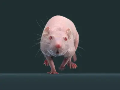  Rat Hairless Animated 