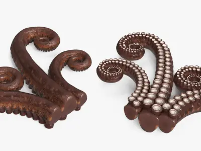  Marine Octopus Tentacles Curled 