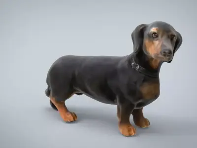 DACHSHUND Low-poly 3D model purchase