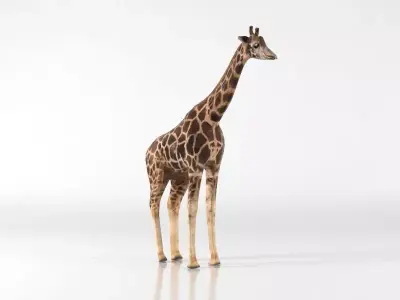 Giraffe Low-poly 3D model 2