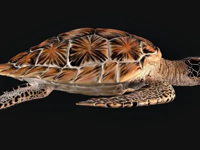 Hawksbill Sea Turtle 3D model