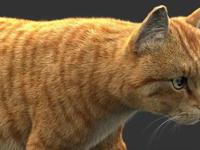 Cat (2) (Orange Tabby) (FUR) 3D model