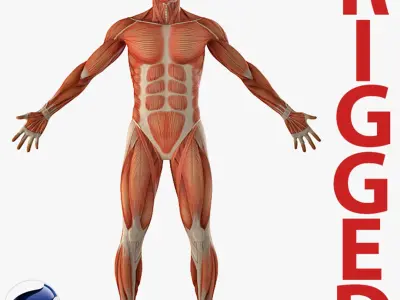 Anatomy Male Muscular System Rigged for Cinema 4D 3D model