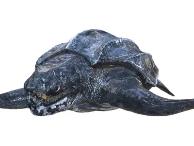 TURTLE ANIMATED Low-poly 3D model